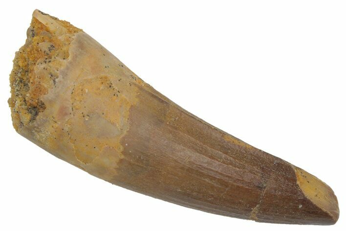 Fossil Spinosaurus Tooth - Real Dinosaur Tooth #220761